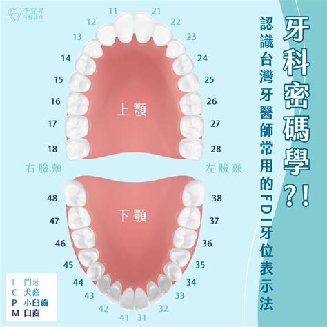 牙齒小的人